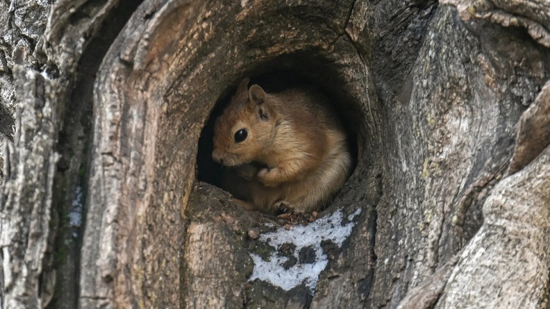 Squirrel, Van, Turkey